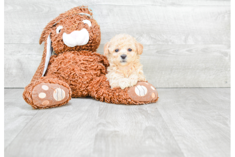 Popular Maltipoo Poodle Mix Pup