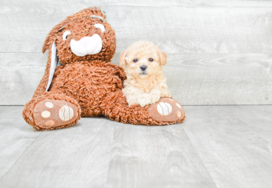 Popular Maltipoo Poodle Mix Pup