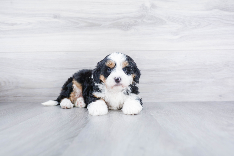 Small Mini Bernedoodle Baby