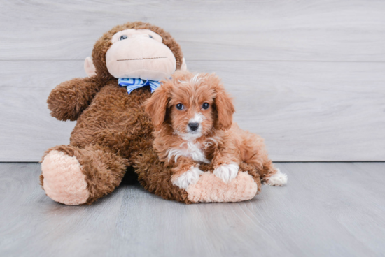 Small Cavapoo Baby