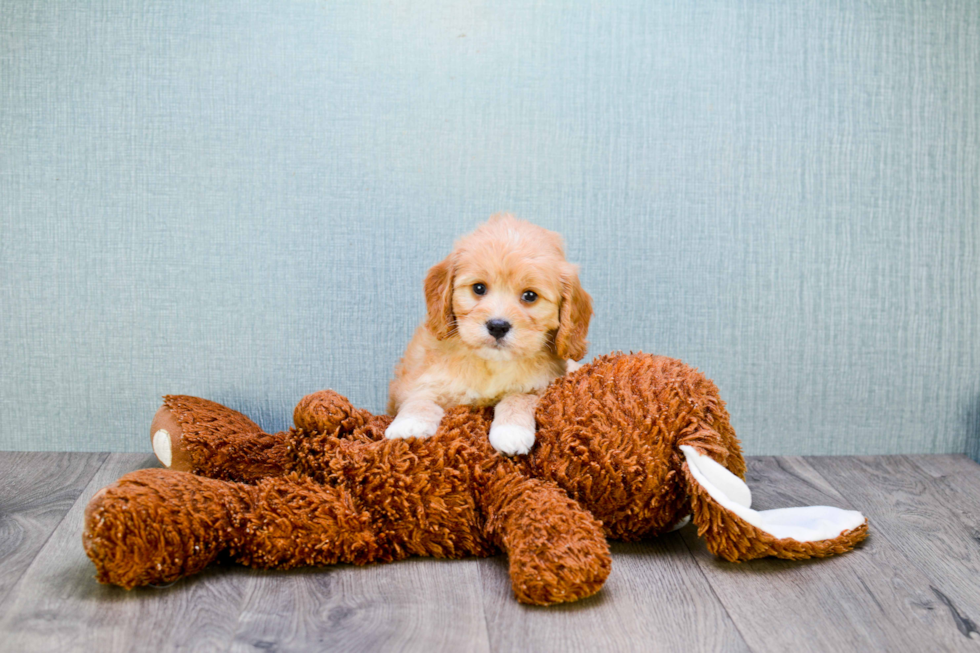 Best Cavapoo Baby