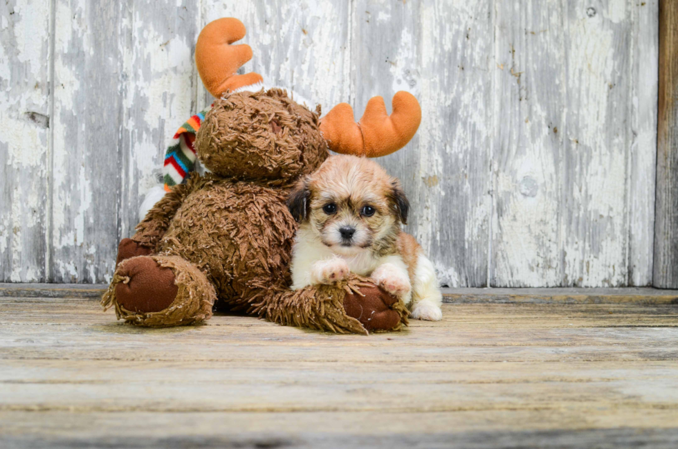 Teddy Bear Pup Being Cute