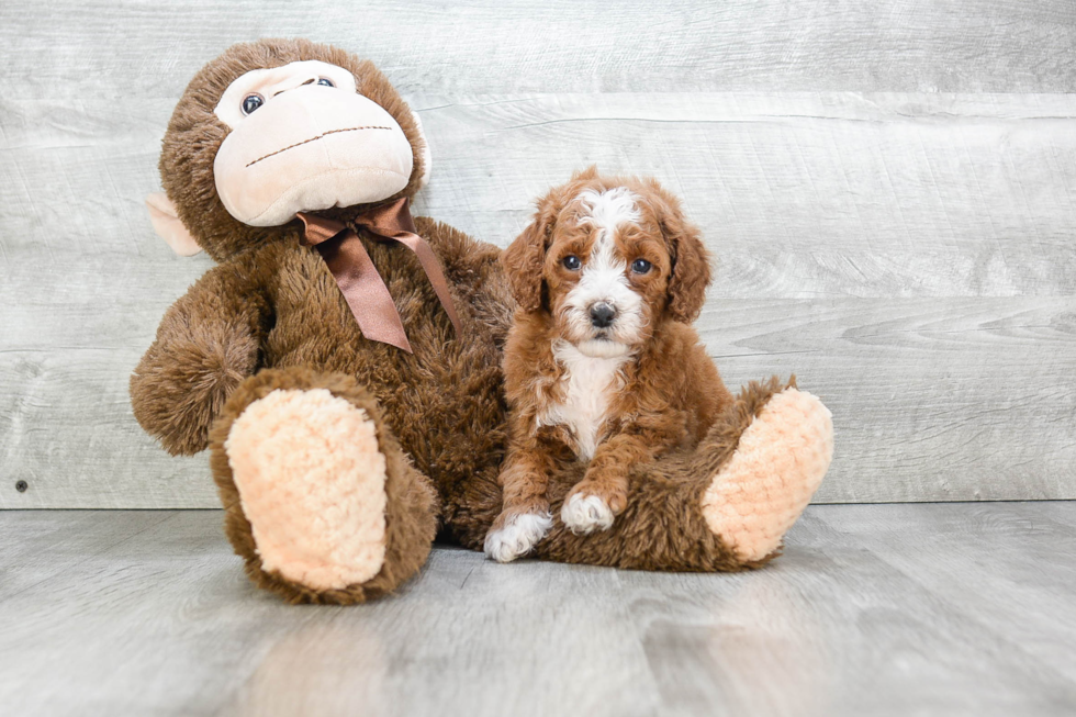 Hypoallergenic Golden Retriever Poodle Mix Puppy