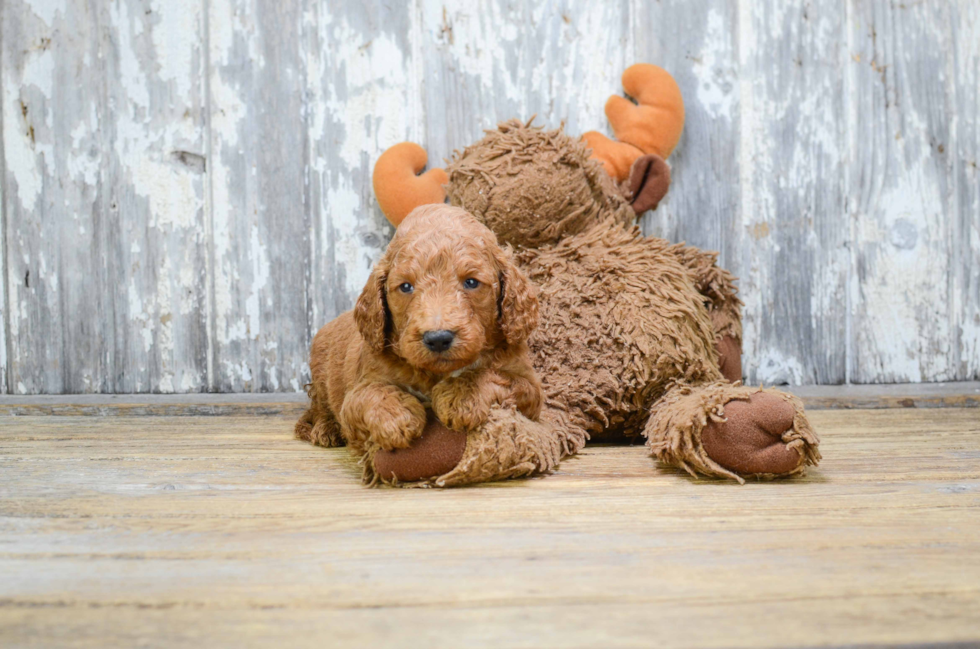 Popular Mini Goldendoodle Poodle Mix Pup