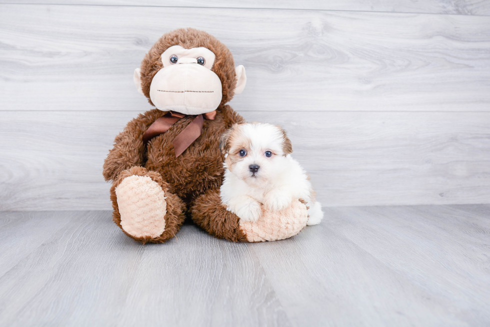 Petite Teddy Bear Designer Pup