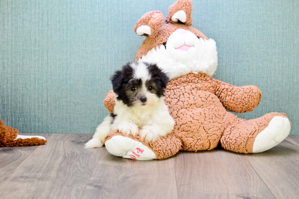 Best Havanese Baby