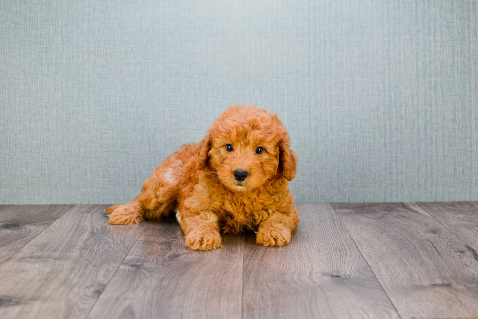 Friendly Mini Goldendoodle Baby