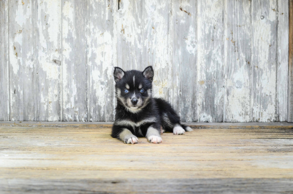 Petite Pomsky Designer Pup