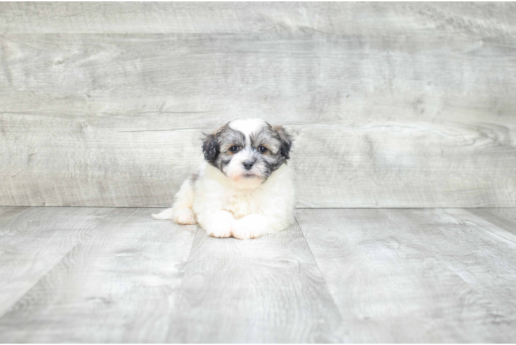 Fluffy Havanese Purebred Puppy