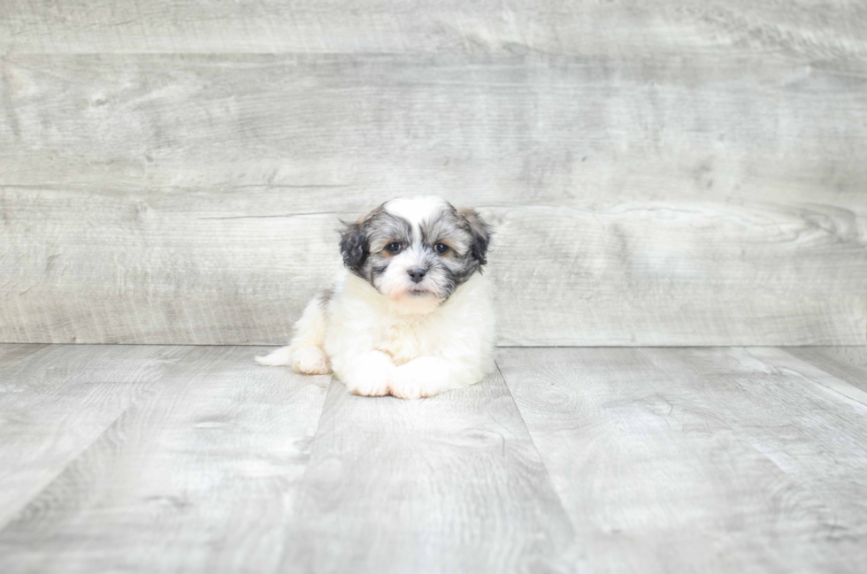 Fluffy Havanese Purebred Puppy