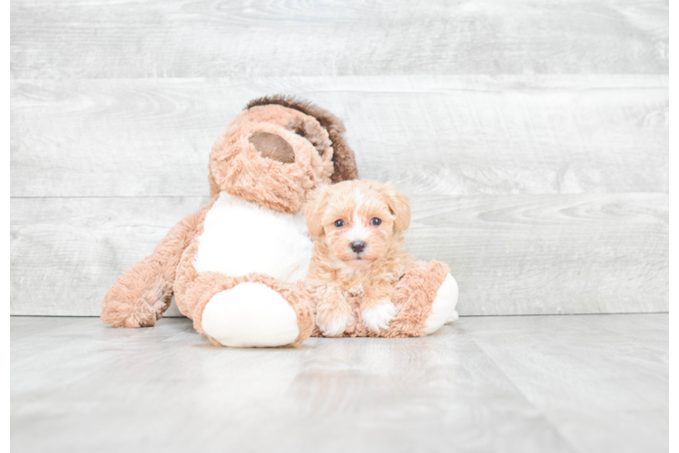 Playful Maltepoo Poodle Mix Puppy