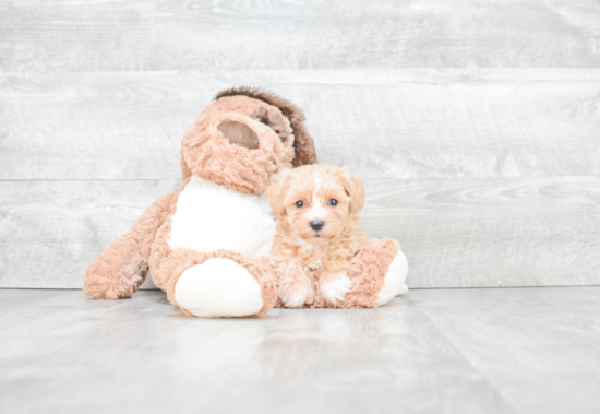 Playful Maltepoo Poodle Mix Puppy