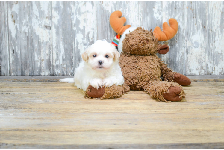 Teddy Bear Pup Being Cute