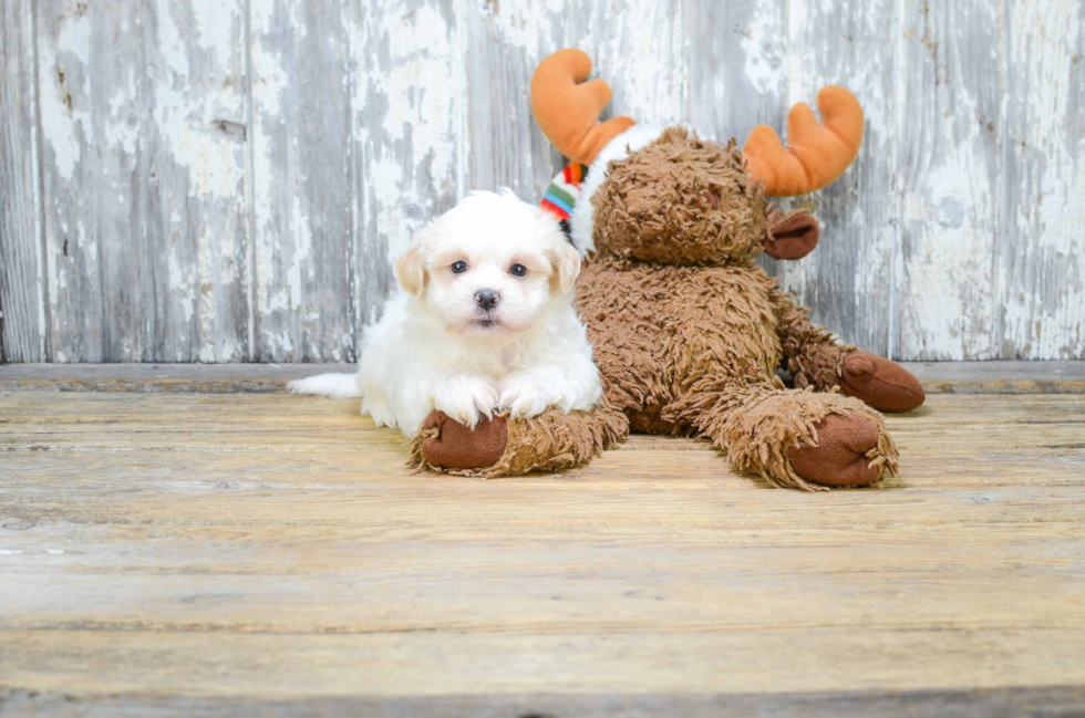 Teddy Bear Pup Being Cute