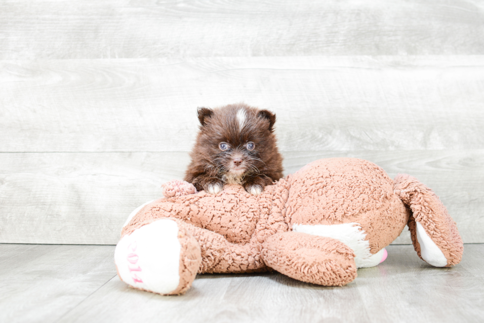 Pomeranian Puppy for Adoption