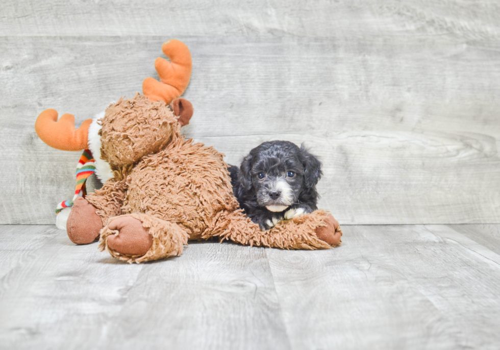 Adorable Cavoodle Poodle Mix Puppy