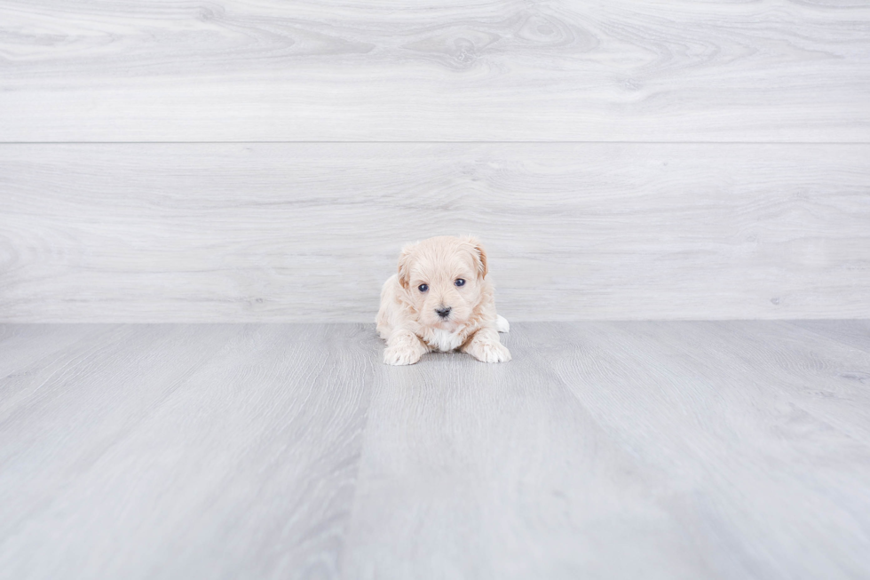 Maltipoo Pup Being Cute