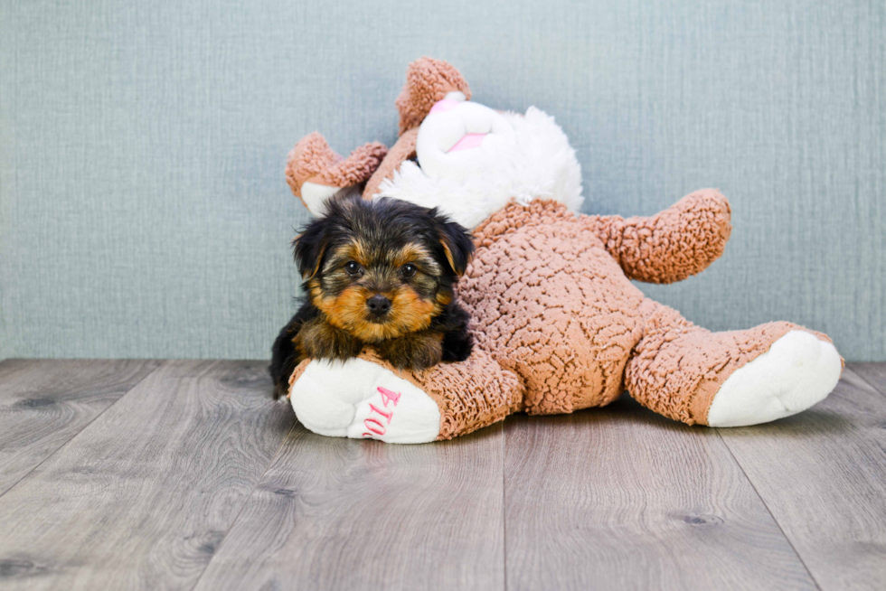 Meet Bella - our Yorkshire Terrier Puppy Photo 