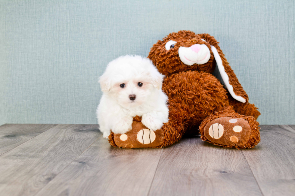 Hypoallergenic Maltese Purebred Pup