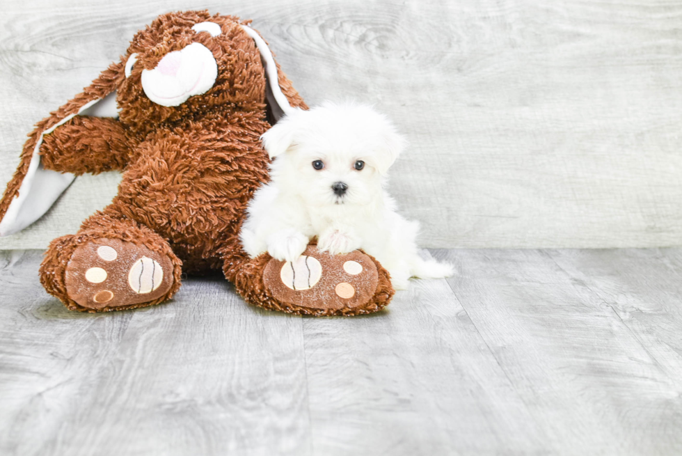 Little Maltese Baby