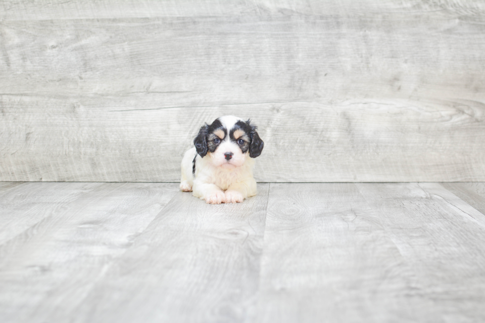 Cavachon Puppy for Adoption