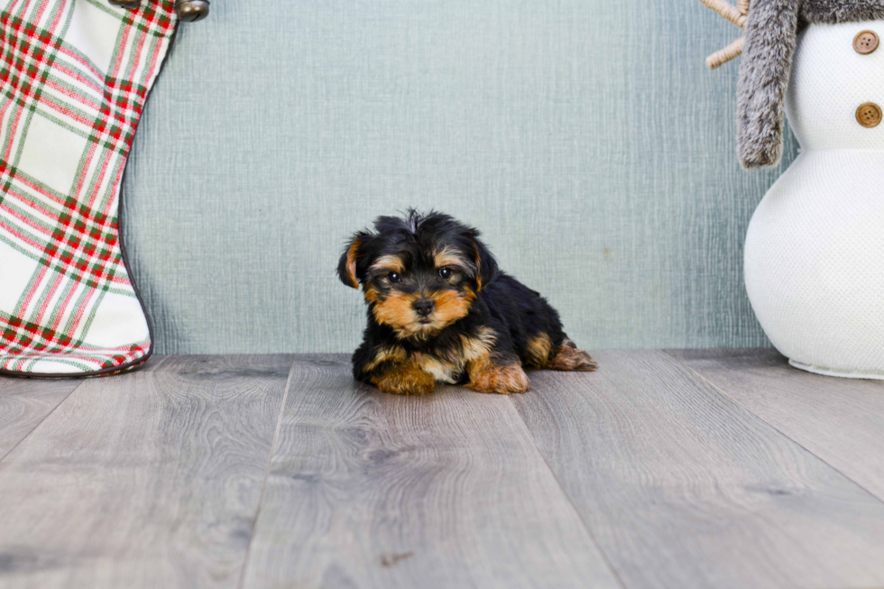 Meet Twinkle - our Yorkshire Terrier Puppy Photo 