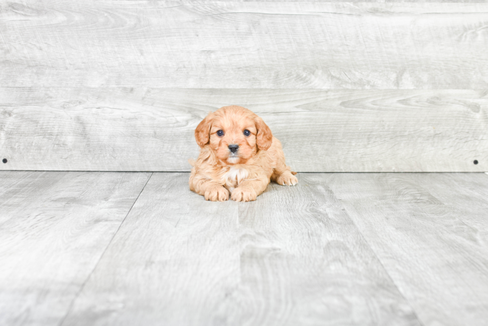 Cavapoo Puppy for Adoption