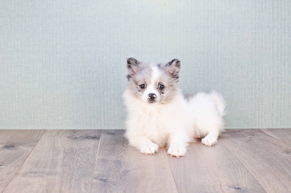 Petite Pomeranian Purebred Puppy