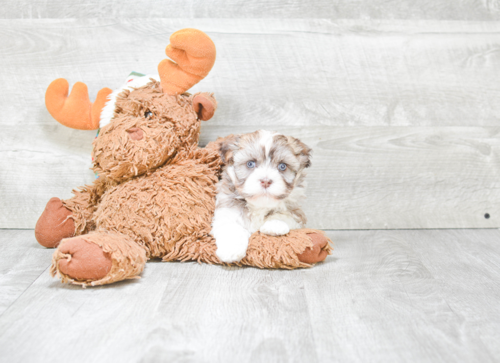 Little Havanese Baby