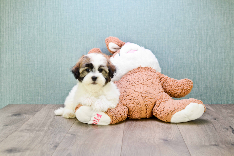 Havanese Puppy for Adoption