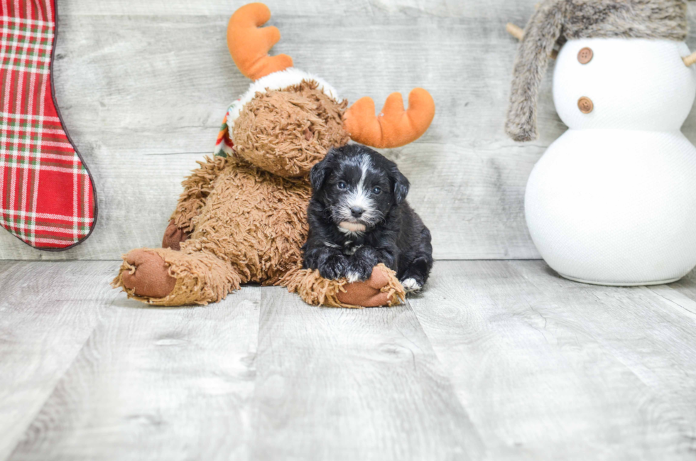 Energetic Yorkie Designer Puppy