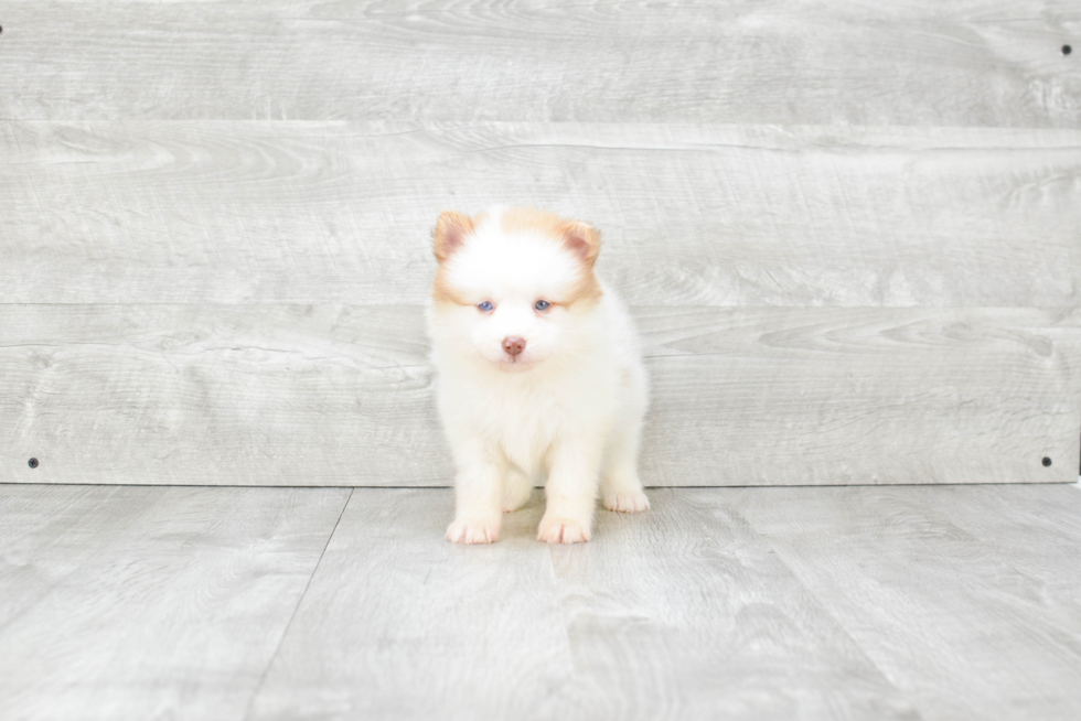 Cute Pomsky Baby