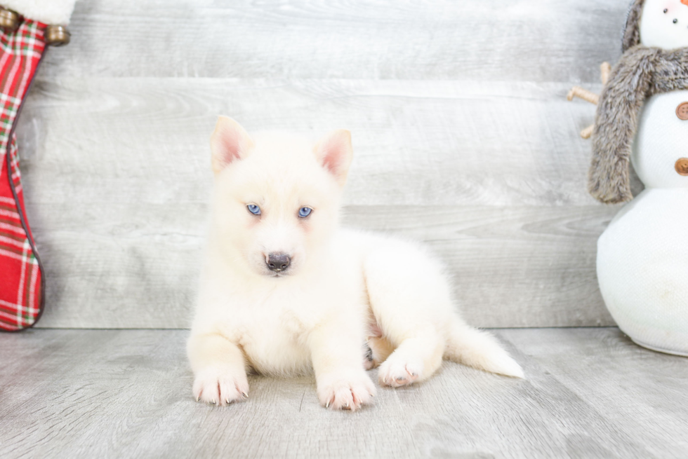 Pomsky Pup Being Cute