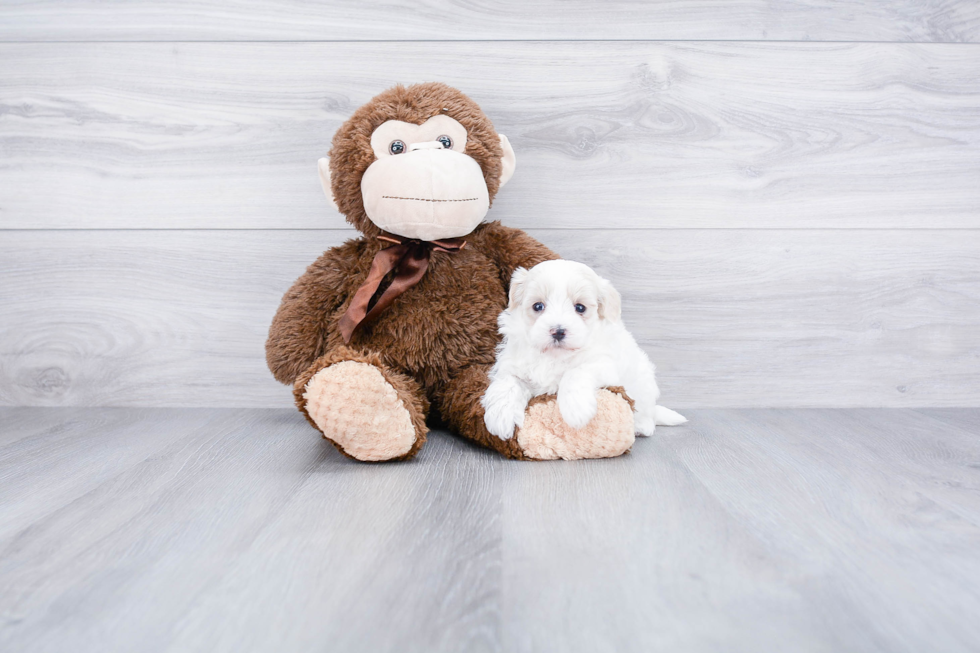 Maltipoo Pup Being Cute