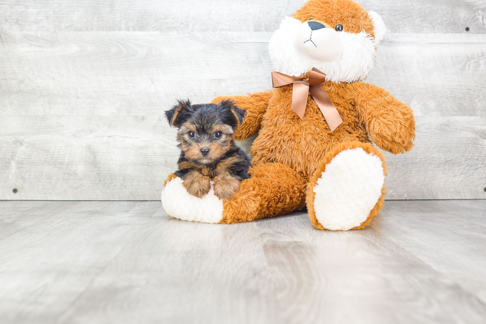 Meet Rosie - our Yorkshire Terrier Puppy Photo 