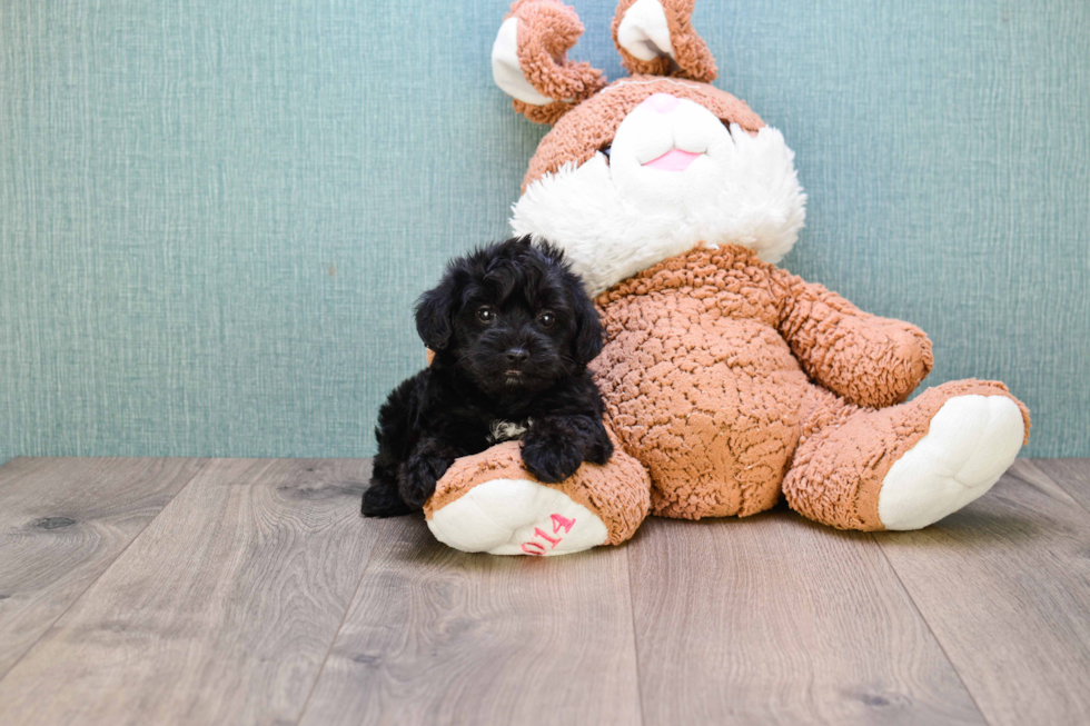 Yorkie Poo Pup Being Cute