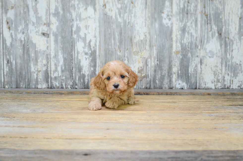 Popular Cavachon Designer Pup