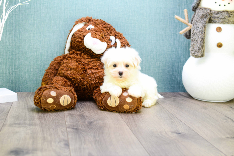 Smart Maltipoo Poodle Mix Pup