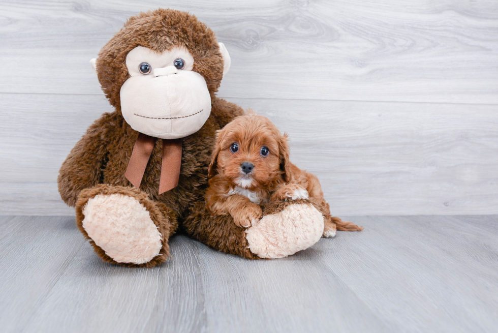 Cavapoo Puppy for Adoption