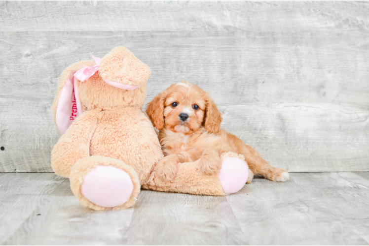 Best Cavapoo Baby