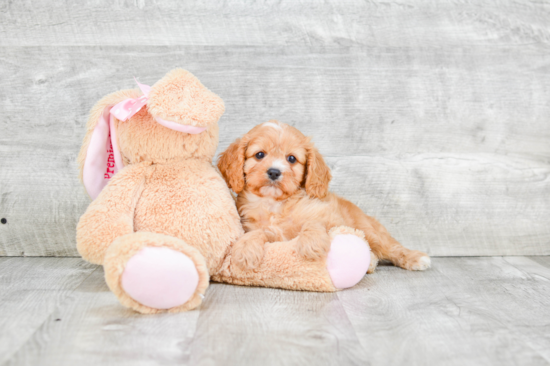 Best Cavapoo Baby