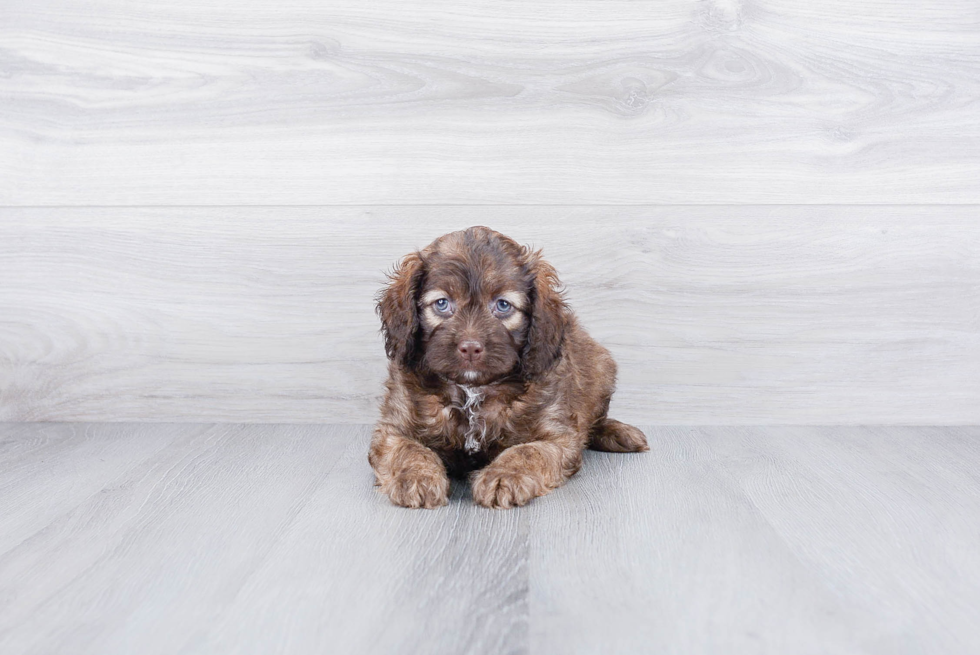 Funny Cockapoo Poodle Mix Pup