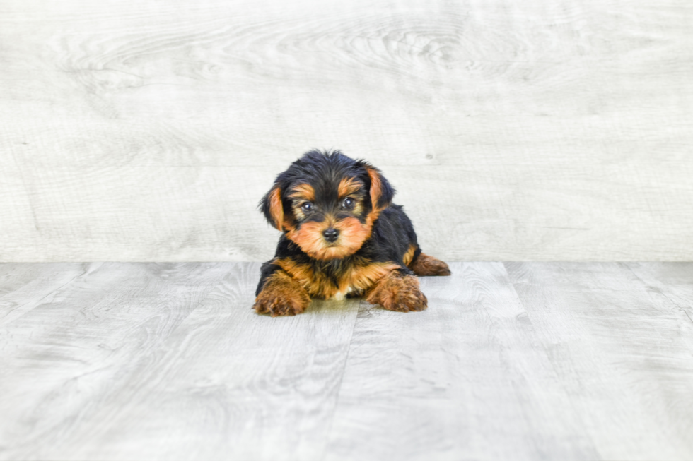 Meet Lisa - our Yorkshire Terrier Puppy Photo 