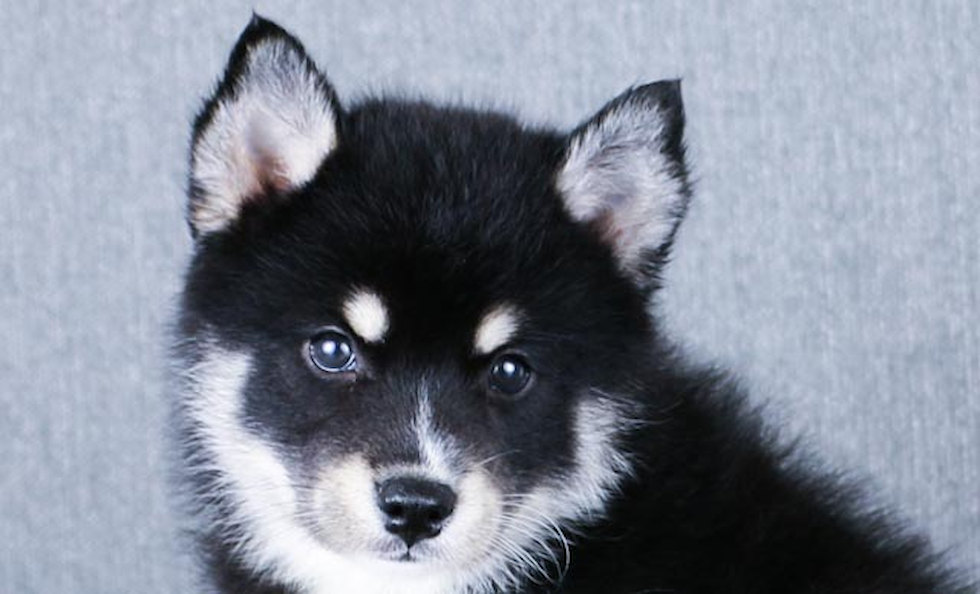 Pomsky Pup Being Cute