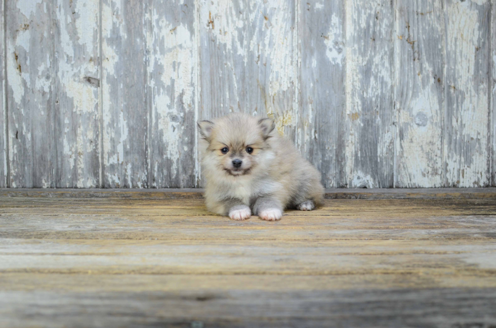 Best Pomeranian Baby