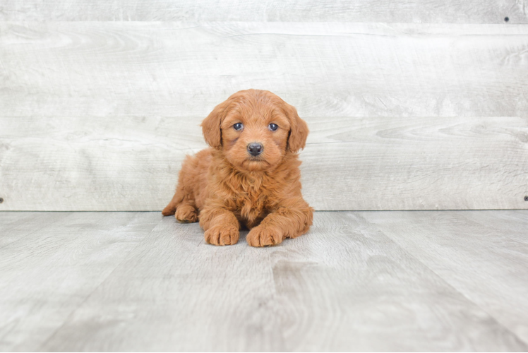 Mini Goldendoodle Pup Being Cute