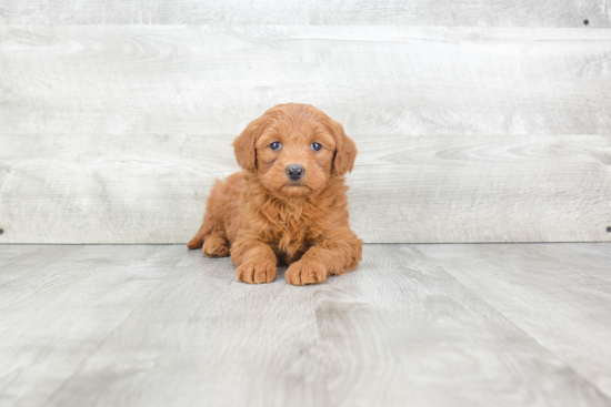 Mini Goldendoodle Pup Being Cute