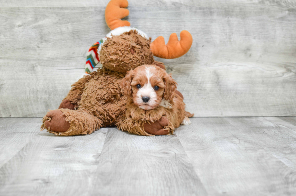 Hypoallergenic Cavoodle Poodle Mix Puppy