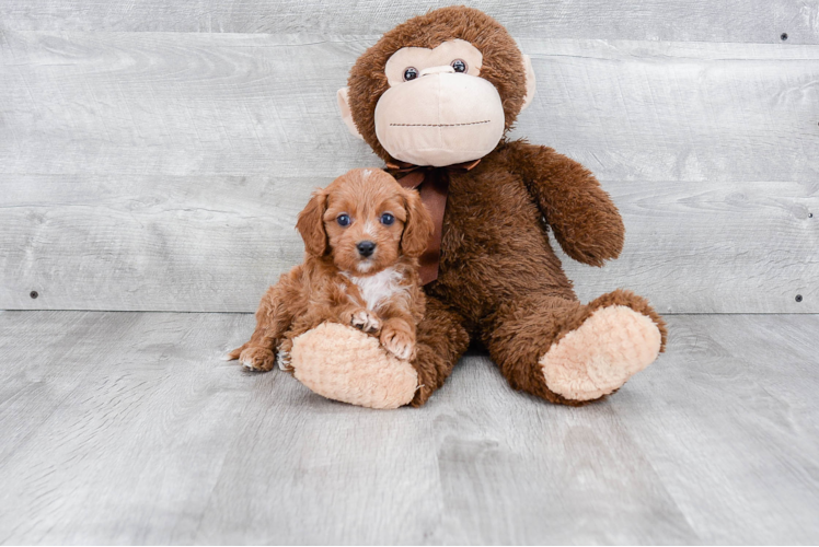 Sweet Cavapoo Baby