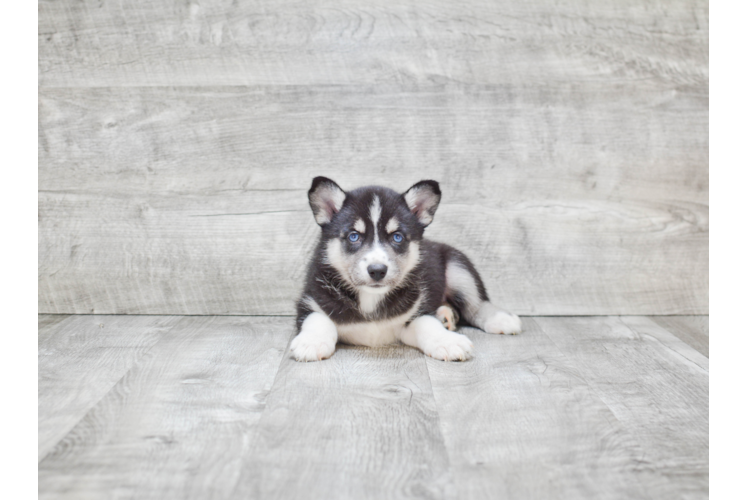 Best Pomsky Baby